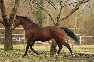 Quarter horse stallion clipart