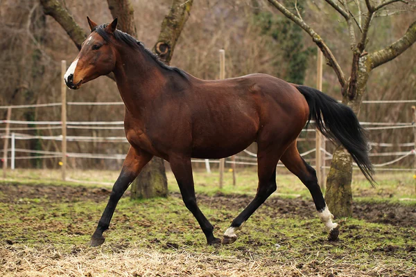 Quarter horse stallion — Stock Photo, Image