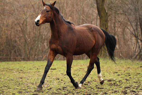 Quarto cavallo stallone — Foto Stock