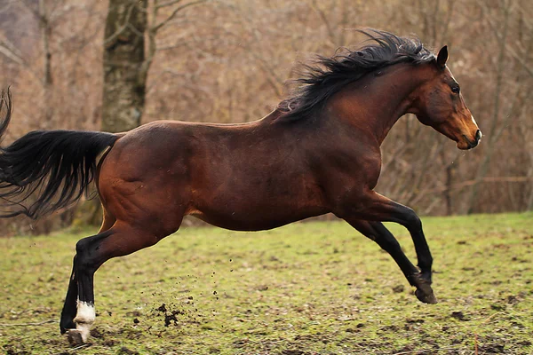 Quarto cavallo stallone — Foto Stock