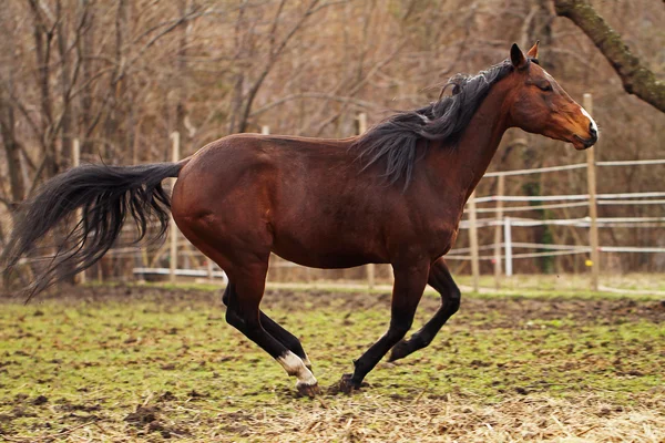 Quarter horse ogier — Zdjęcie stockowe