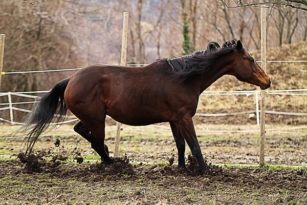 단거리 경주 마 종 마 — 스톡 사진