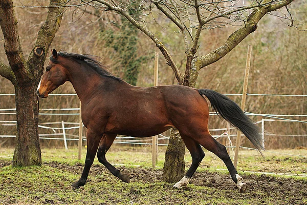 Quarto cavallo stallone — Foto Stock