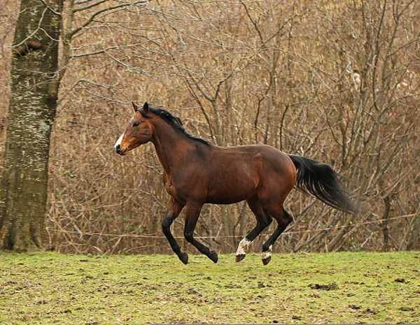 Kvartalet häst hingst — Stockfoto