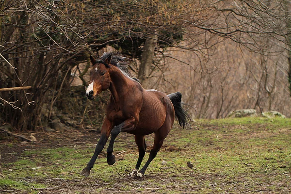 Quarter cavalo garanhão — Fotografia de Stock