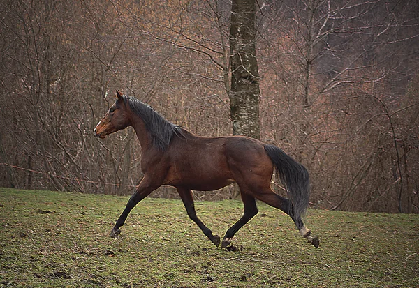 Quarter horse mén — Stock Fotó