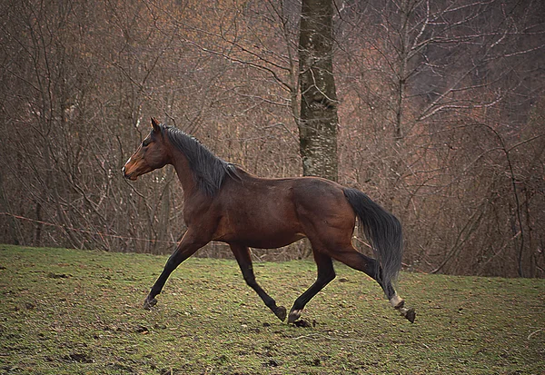 Paard van het kwart hengst — Stockfoto