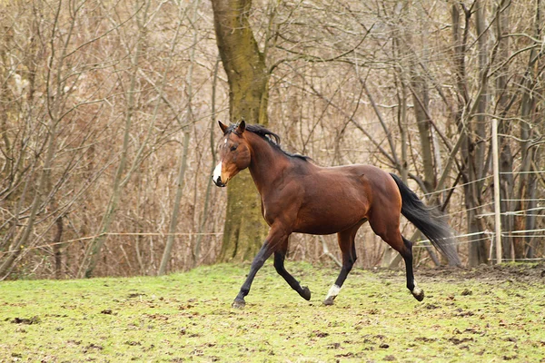 Kvartalet häst hingst — Stockfoto