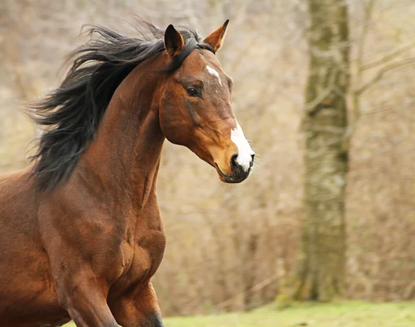 Kvartalet häst hingst — Stockfoto