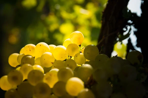 Mature grape — Stock Photo, Image