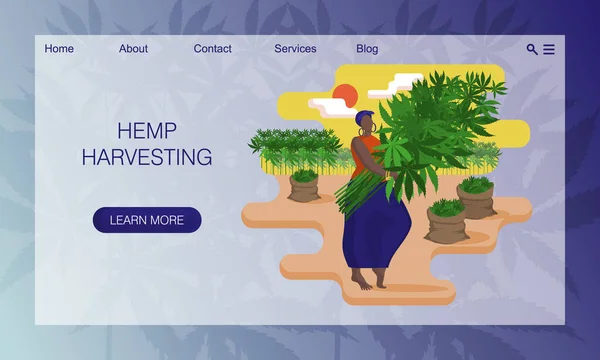 Schoonheid Zwarte Vrouw Oogst Technische Hennep Hennepplant Cannabis Landbouwwerkzaamheden Plantage — Stockvector