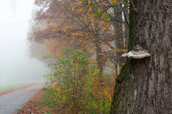 Tronco Árvore Com Chaga Beco Parque Nevoeiro Outono Manhã Enevoada — Fotografia de Stock