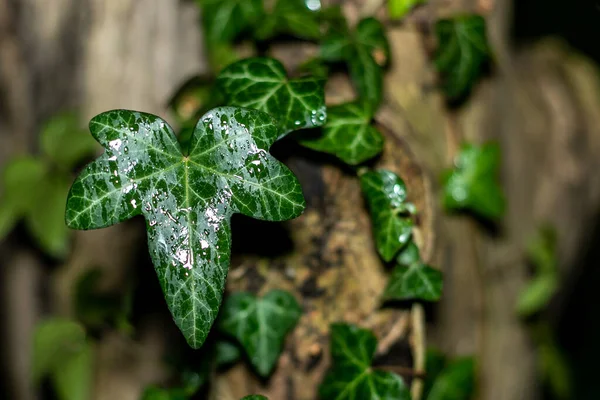 Een Nat Klimop Blad Tuin Park Bos Nachts Tuinplanten Water — Stockfoto