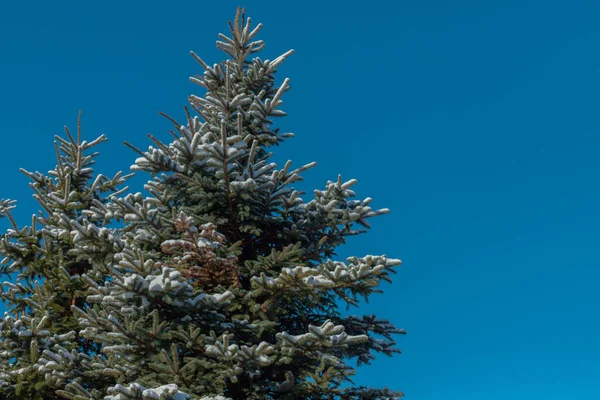 Toppen Van Met Sneeuw Bedekte Sparren Bomen Tegen Blauwe Lucht — Stockfoto