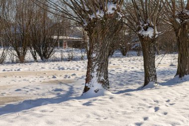 Karla kaplı bir tarlada bir sıra söğüt. Masovia 'nın Polonya manzaraları. Şubat güneşli bir gün. Avrupa 'da turizm.