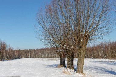 Karla kaplı bir tarlada bir sıra söğüt. Masovia 'nın Polonya manzaraları. Şubat güneşli bir gün. Avrupa 'da turizm.