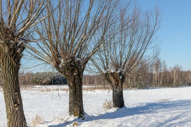 Karla kaplı bir tarlada bir sıra söğüt. Masovia 'nın Polonya manzaraları. Şubat güneşli bir gün. Avrupa 'da turizm.