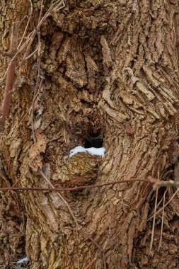 Ağaç kabuğu karla kaplı bir oyuk. Düğümlü bir sandık. Ağaç dokusu.