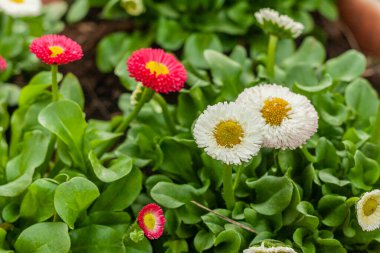 Bulanık arka planda beyaz-pembe papatyalar. Polonya 'da bahar. Çiçekli bir bahçe. Masovia 'da Nisan renkleri.