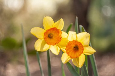 Sabahları çiçek açan nergisler. Sarı bahar çiçekleri. Polonya bahçesinde. Gevşe ve çiçek al. Masovia 'da Nisan sabahı. Güneş çiçekleri.