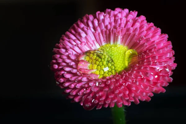 Rózsaszín Százszorszép Vízcseppekkel Fekete Háttér Tavaszi Virág Lengyel Virágok — Stock Fotó