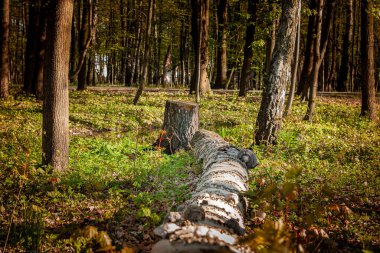  Bahar ormanında düşmüş huş ağacı. Ormanda bir sandık. Parkta güneşli bir sabah. Mazovia, Polonya 'nın güneşli manzarası.