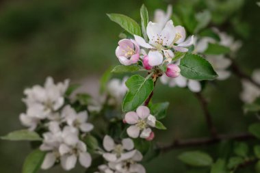 Elma ağacının çiçek açan dalı, bulanık arkaplan. Çiçek açan meyve ağacı. Beyaz-pembe çiçekler.
