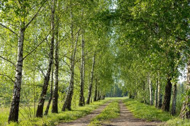 Bahar akşamı ışığında huş ağacı sokağı. Masovia 'da ağaçların arasında bir köy yolu. Polonya peyzajları. Ağaçların yeşili. Polonya 'yı ziyaret etmek.