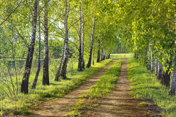 Beco Bétula Luz Noite Primavera Uma Estrada Rural Entre Árvores — Fotografia de Stock