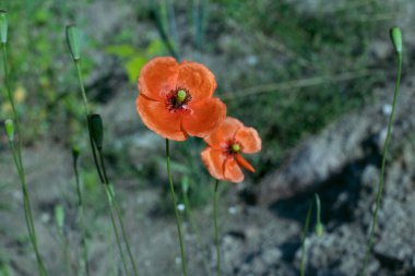 Güneşte yabani gelincikler Yazın kırmızı çiçekleri. Sabah yürüyüşü. Polonya Haziranının doğası.
