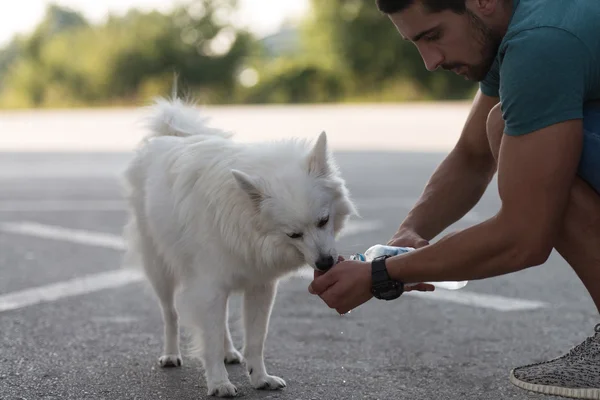 Hund dricksvatten från händerna på mannen — Stockfoto