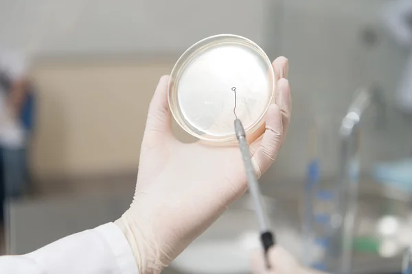 Close-Up Of Experimenting In A Laboratory — Stock Photo, Image