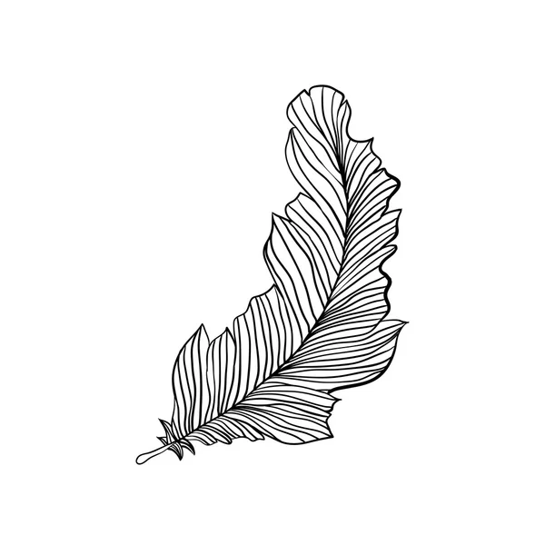 Decorative doodle feather — Stock Vector