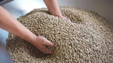 Erkek ellerinin çiğ kahve çekirdeklerine dokunuşunun kırpılmış görüntüsü