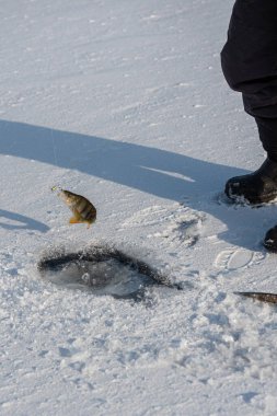 Güneşli bir günde gölde buzda balık tutmak. Balıkçı oltaya takıldı. Kış etkinliği