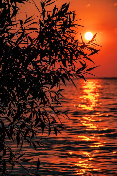 木々や黄金の日当たりの良いパスのシルエットと海や川の上に美しい赤い夕日 夏のリラックスタイム 垂直方向 — ストック写真