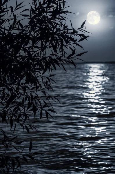 Повний Місяць Місячний Шлях Над Морем Або Річкою Силуетом Дерева — стокове фото