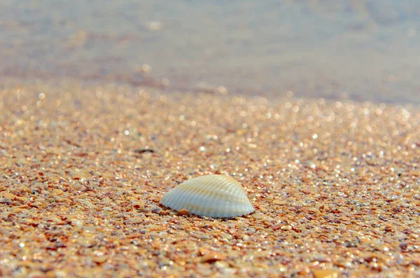 海边的白色贝壳 在沙滩上的Anadara不相等 精神上的休息和放松旅行概念 复制空间 — 图库照片