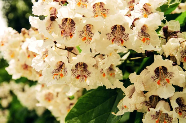 開花木カタルパBignonioides タバコやインド豆の木の白い花の緑豊かな開花小穂 — ストック写真