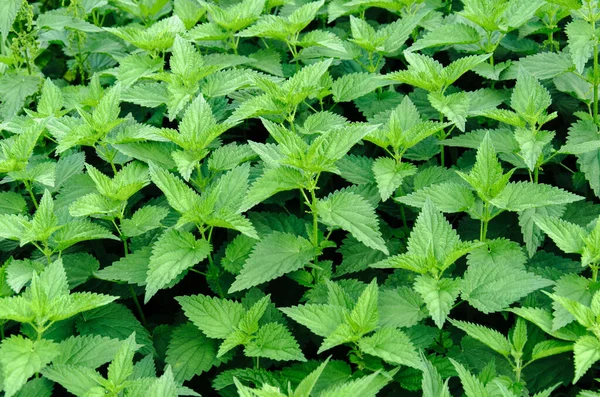 背が低い ウルティカ ディオイカの緑豊かな緑の葉 テクスチャ — ストック写真