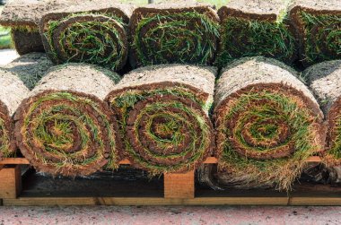 Paletin üzerine çim ruloları yığılmış. Doğal çimen halısı peyzaj tasarımı için. Yakın çekim.