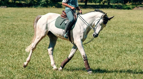 阳光明媚的日子 骑着马在绿地上骑马 马术运动 侧视图 — 图库照片