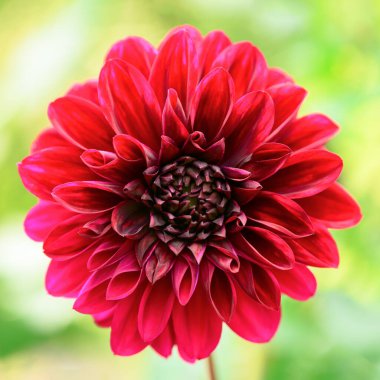 Açık yeşil odaklanmamış arka planda taze kırmızı yıldız çiçeği başı. Makro fotoğraf