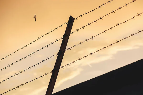 Prikkeldraad Achtergrond Van Zonsondergang Lucht Vogel Symbool Van Vrijheid Omheining — Stockfoto