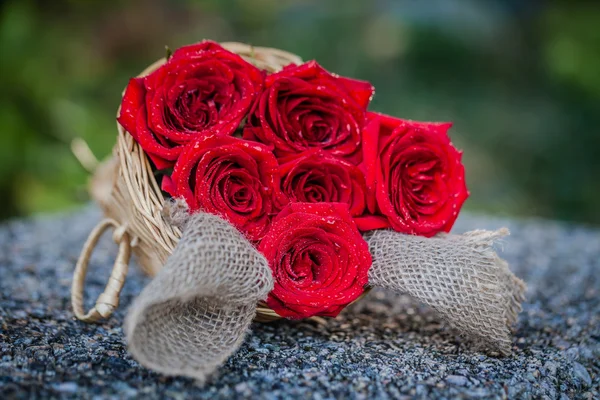 Rose rosse — Foto Stock