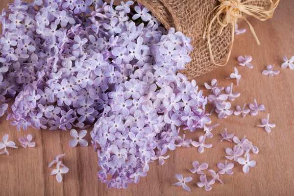 Lila bloemen — Stockfoto