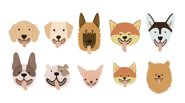 Şirin köpek koleksiyonu vektör illüstrasyonunu doğurur. El çizimi düz köpek suratlı, dili beyaza ayrılmış. Komik av köpeği, bulldog, akita, shiba inu, husky. Mutlu yavrular, evcil hayvanlar
