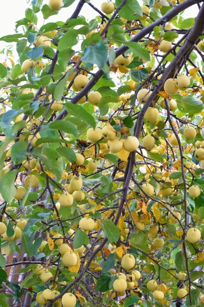 Ripe Yellow Apples Branch Garden — Stock Photo, Image