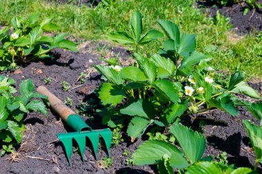 Bahçe yatağında metal tırmık ve çiçek açan çilekler.