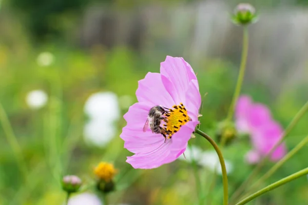 Biene Sammelt Nektar Auf Rosa Blume Sommer Aus Nächster Nähe — Stockfoto